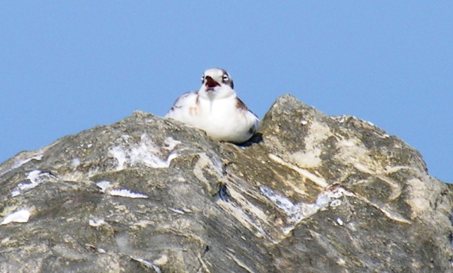 Gabbiano comune (Chroicocephalus [ex Larus]  ridibundus)